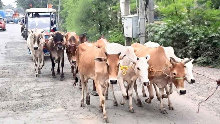 রাত্রে গোয়ালে বেঁধে রাখা গরু সকালে উধাও —অবাক করা কান্ড বাঁকুড়ায়