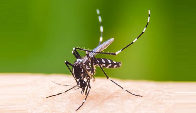 কলকাতায় ফের ডেঙ্গুতে মৃত্যু —মৃত এক মহিলা