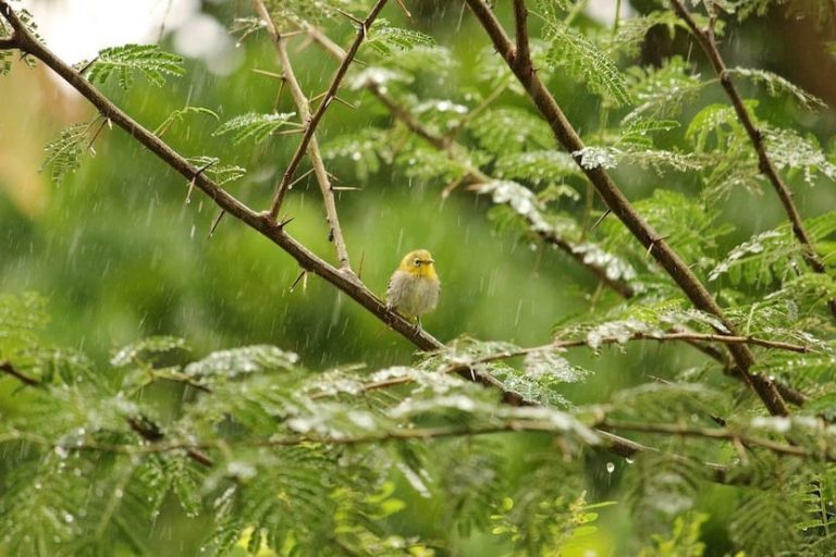 কালী পুজোয় কি সত্যিই সাইক্লোনের সম্ভাবনা? কী জানাল আবহাওয়া দফতর?
