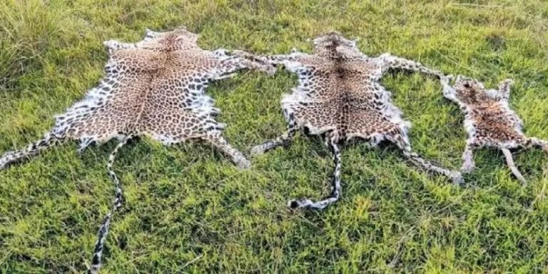 ওড়িশায় চিতাবাঘের চামড়াসহ আটক তিন দালাল